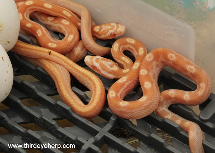 Butter Corn Snakes